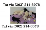 Tghyyh labrador retriever puppies avai
