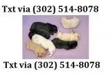 Vbyt labrador retrievers puppies for re