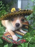 Chihuahua male puppy for sale