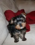 Mini teacup yorkie puppies for sale