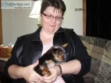 Amazing yorkshire terrier puppies