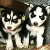 Puppies for sale 