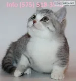 Lfypa munchkin kittens for sale
