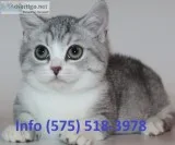 Jdbnw munchkin kittens for sale
