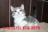 Xqpdtk munchkin kittens for sale