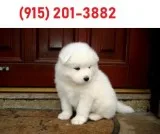 Cutest samoyed puppies for sale