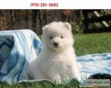 Home trained samoyed puppies available