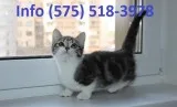 Vwifd munchkin kittens for sale