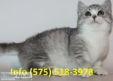 Kdrbd munchkin kittens for sale
