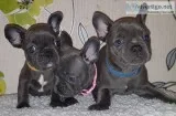 Adorable kc reg french bulldog puppies