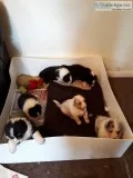 Australian shepherd puppies
