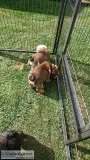 Show quality english bulldog puppies