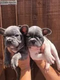 Kc french bulldogs