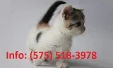 Cdtkha munchkin kittens for sale 