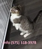 Wdjguo munchkin kittens for sale 