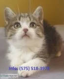 Zwrnfh munchkin kittens for sale 