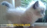 Yflhjm munchkin kittens for sale 