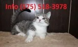 Hdwotr munchkin kittens for sale 