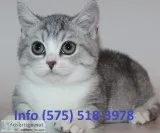 Zetjfm munchkin kittens for sale 