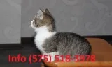 Zdekwp munchkin kittens for sale 