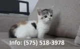 Pwlhvg munchkin kittens for sale 