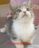 Glsjyma munchkin kittens for sale 