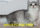 Ckgtmv munchkin kittens for sale 