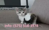 Jzmfnd munchkin kittens for sale 