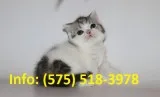 Iwprjfh munchkin kittens for sale 