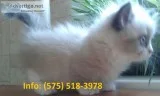 Tirfwj munchkin kittens for sale 