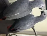 Nsh african grey parrots