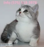 Bswthi munchkin kittens for sale 