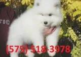 Ejfrpd samoyed puppies for sale 
