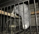 Dvv african grey parrots
