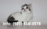 Rlwekcn munchkin kittens for sale 