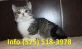 Xftwlsn munchkin kittens for sale 