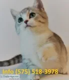 Aftwmq munchkin kittens for sale