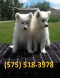 Qdspeh samoyed puppies for sale 