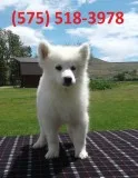 Alqfni samoyed puppies for sale 