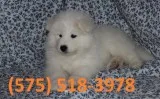 Udtnva samoyed puppies for sale 