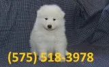 Nksjrn samoyed puppies for sale 