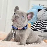 Home raised french bulldog pups sms 6