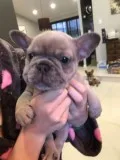 Playful beautiful sweet 12 week old fren