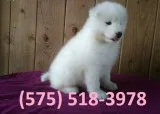 Pfjtnsl samoyed puppies for sale 