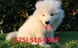 Dlrkfpm samoyed puppies for sale 