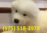 Odrmfl samoyed puppies for sale 