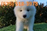 Sfnru samoyed puppies for sale 