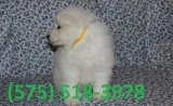 Hbdqdy samoyed puppies for sale 