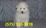 Xdlgfd samoyed puppies for sale 