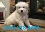 Iswqdr samoyed puppies for sale 